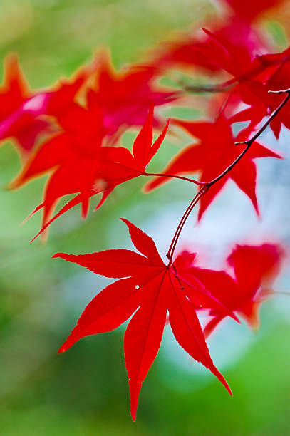Japanese Maple Leaves stock photo