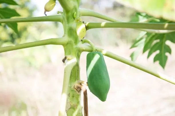 Photo of papaya tree.