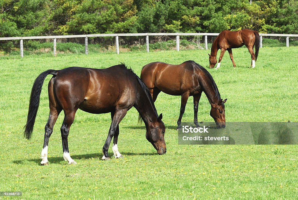 Tre cavalli al pascolo marrone - Foto stock royalty-free di Albero