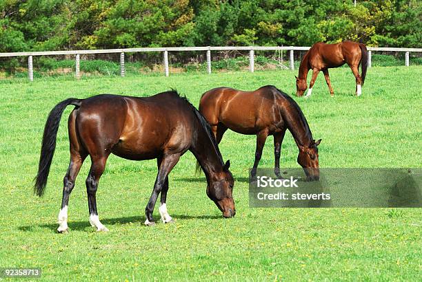 Foto de Três Brown Cavalos Que Pastam e mais fotos de stock de Animal doméstico - Animal doméstico, Branco, Casco