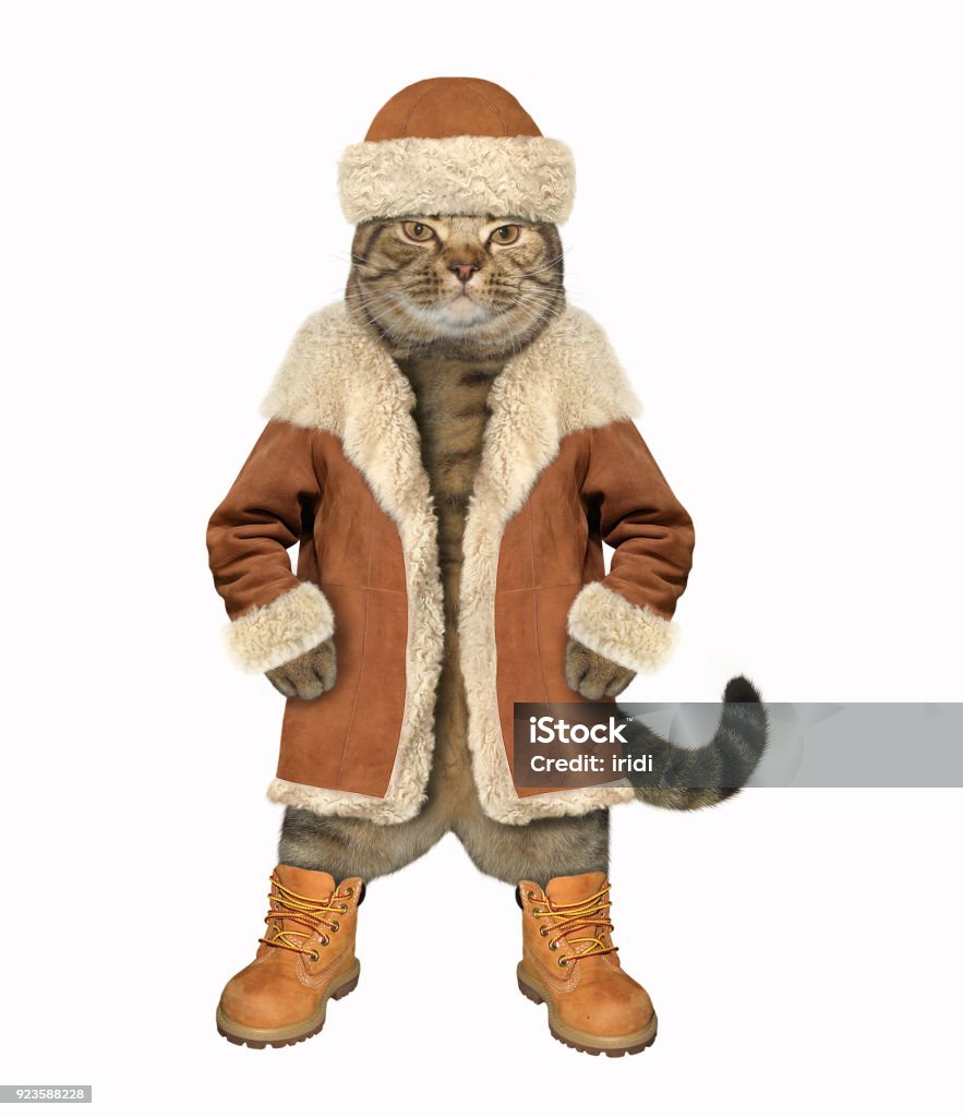 Cat In A Winter Coat And Boots Stock Photo - Download Image Now