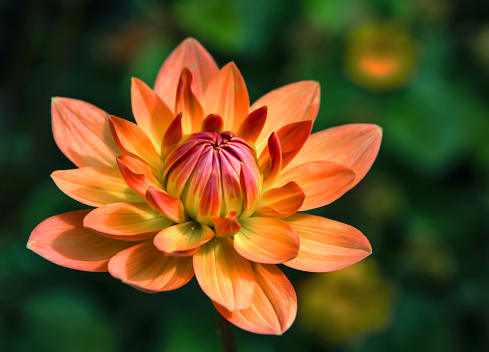 Dew drops cling the petals of a pair of colorful dahlia flowers in a Cape Cod garden