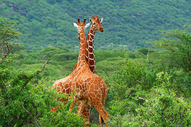 istock Fight of two giraffes 92358922