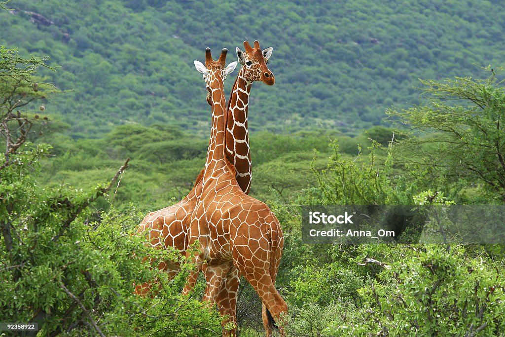 Fight of two giraffes Fight of two giraffes. Africa. Kenya. Samburu national park Giraffe Stock Photo