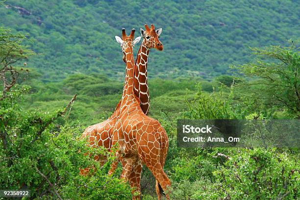 Fight Of Two Giraffes Stock Photo - Download Image Now - Giraffe, Africa, Animal