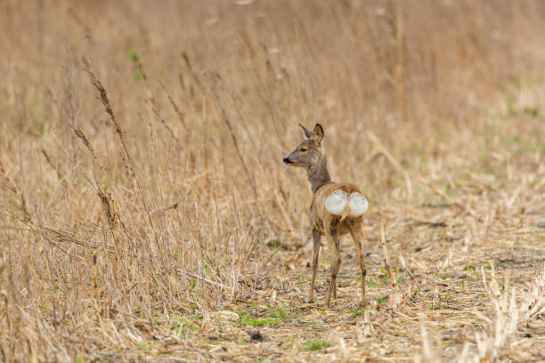 istock young female roe deer (capreolus) standing in agricultural meadow 923589680