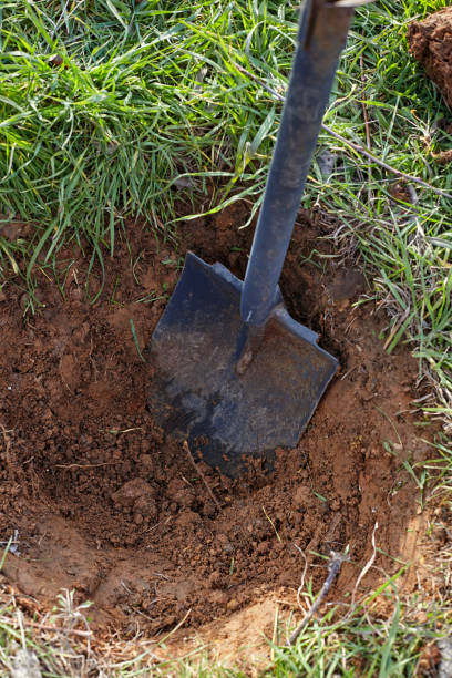 istock Shovel digs a hole for tree planting. 923589798