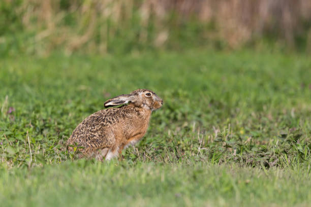 istock close view sitting brown hare (lepus europaeus) green meadow 923590176