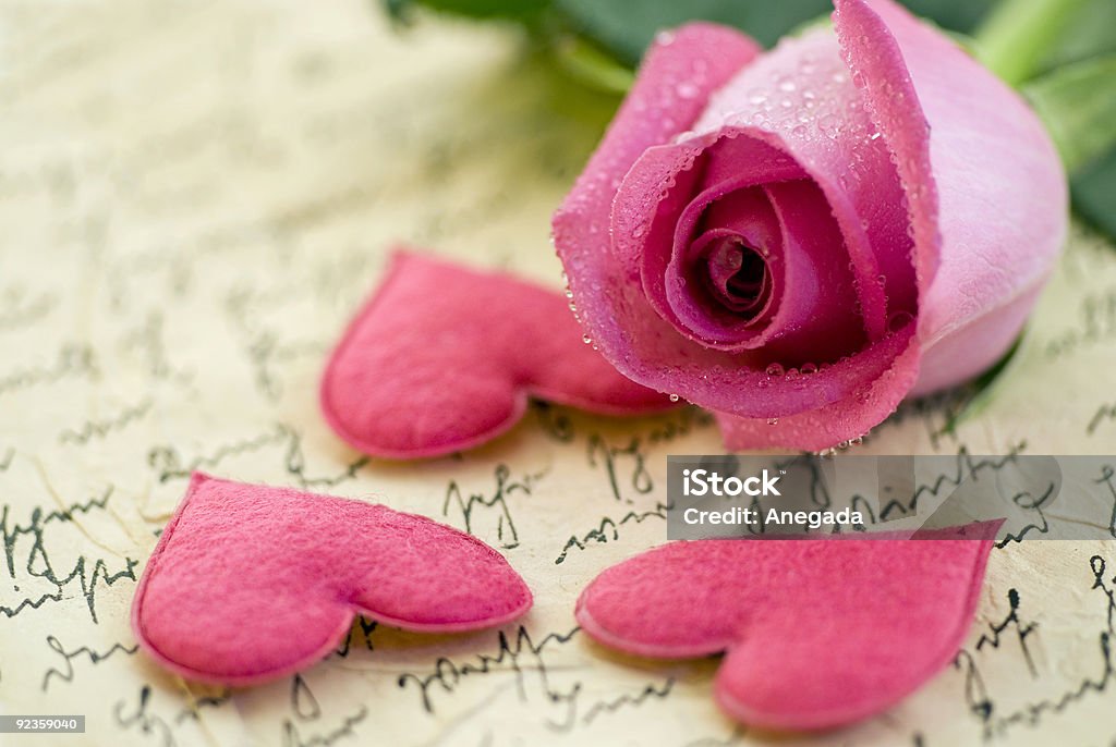 Pink Rose  Color Image Stock Photo