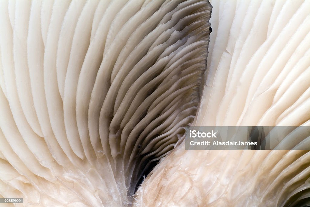 굴 머시룸 Gills - 로열티 프리 균류 스톡 사진