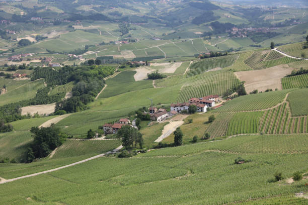 istock Typical Landscape in Piedmont with Vineyards. Italy 923592736