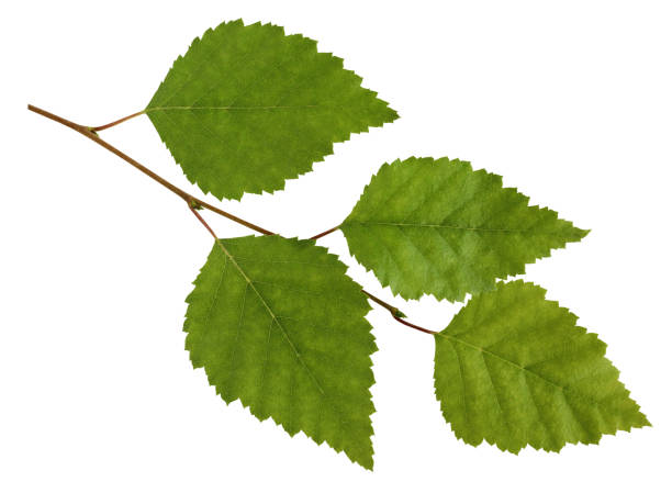 istock Birch branch with leaves isolated on white background. 923592826