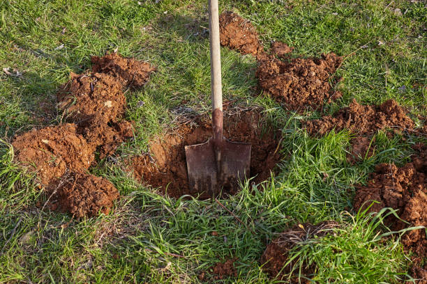 istock Shovel digs a hole for tree planting. 923593010