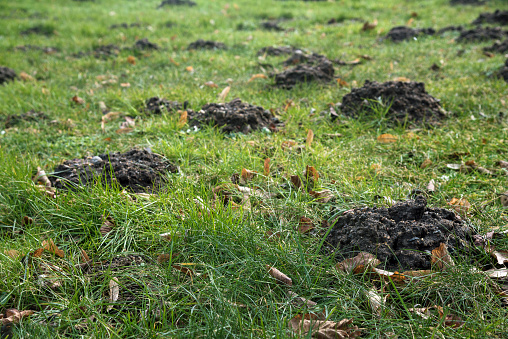 Molehills in the grass destroy the evenly lawn in the garden, but the moles also loosen the earth and eat pests like grubs and snails, selected focus, narrow depth of field