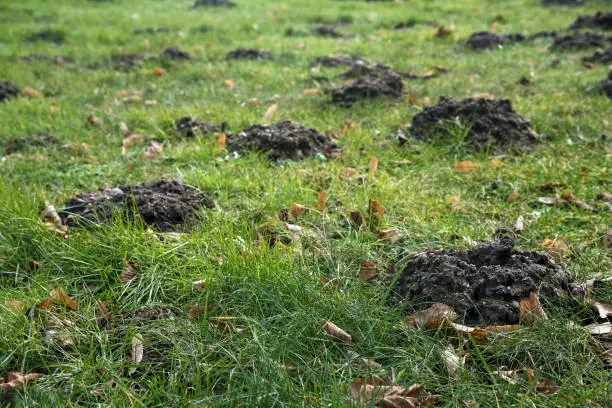 Photo of Molehills in the grass destroy the evenly lawn in the garden, but the moles also loosen the earth and eat pests like grubs and snails