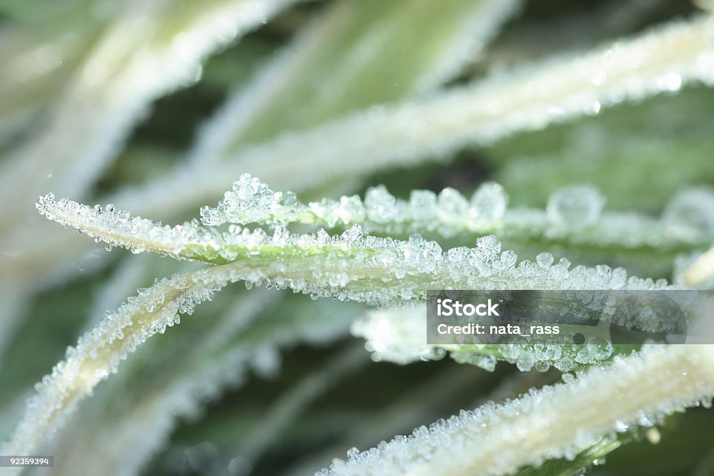 Frozen herbe - Photo de Branche - Partie d'une plante libre de droits