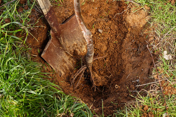 istock A shovel and roots of tree ready for planting into a hole. 923594064