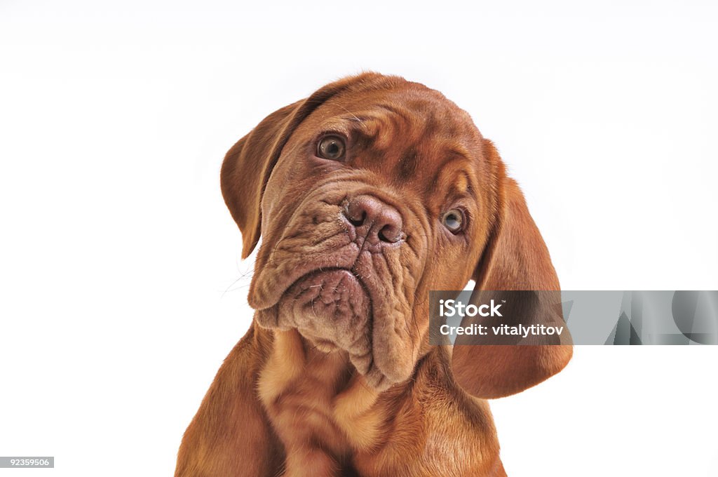 美しい子犬のポートレート - 犬のロイヤリティフリーストックフォト