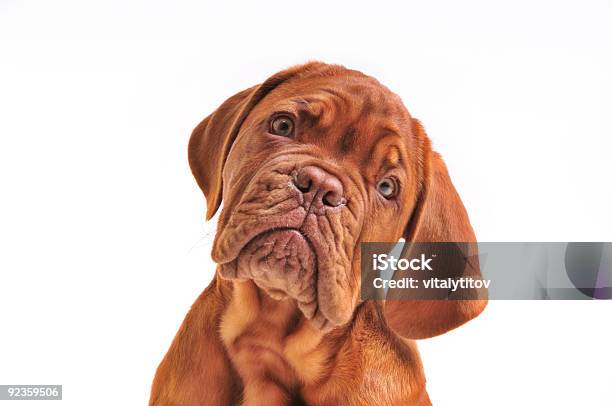 美しい子犬のポートレート - 犬のストックフォトや画像を多数ご用意 - 犬, 混乱, カットアウト