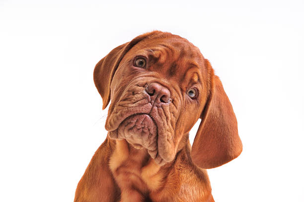 Lovely Puppy Portrait  confused face stock pictures, royalty-free photos & images