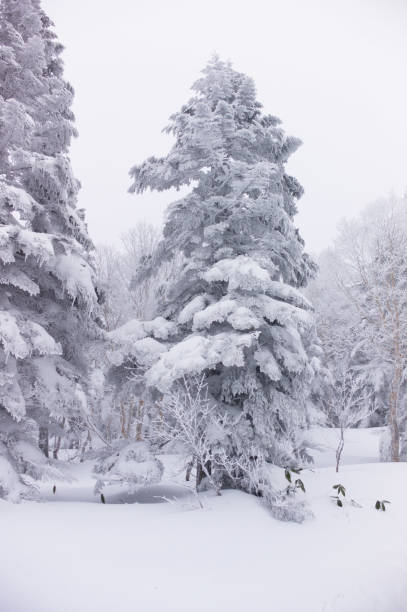 istock Conifers covered by frost and snow in winter 923596654