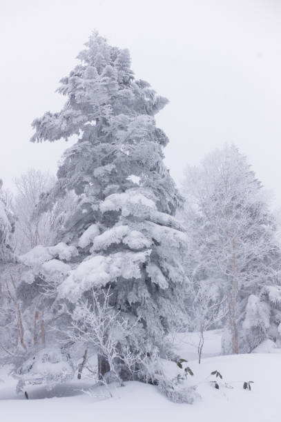 istock Conifers covered by frost and snow in winter 923596698