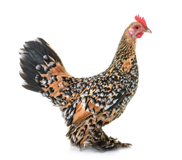Booted Bantam Booted Bantam in front of white background bantam stock pictures, royalty-free photos & images