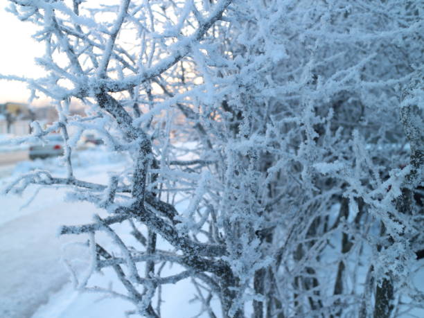 istock Bushes in the park under the snow 923597728
