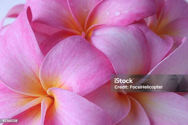 Vierfache Plumeria Stockfoto und mehr Bilder von Frangipani - Frangipani, Rosa, Blume