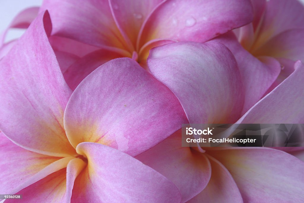 Quadrupli plumeria - Foto stock royalty-free di Frangipani