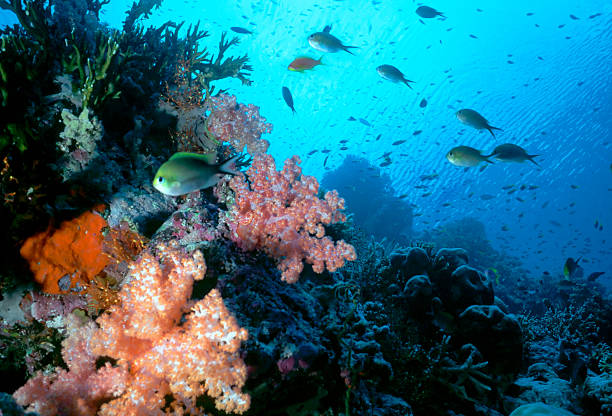 Maldive Shallow Reef stock photo