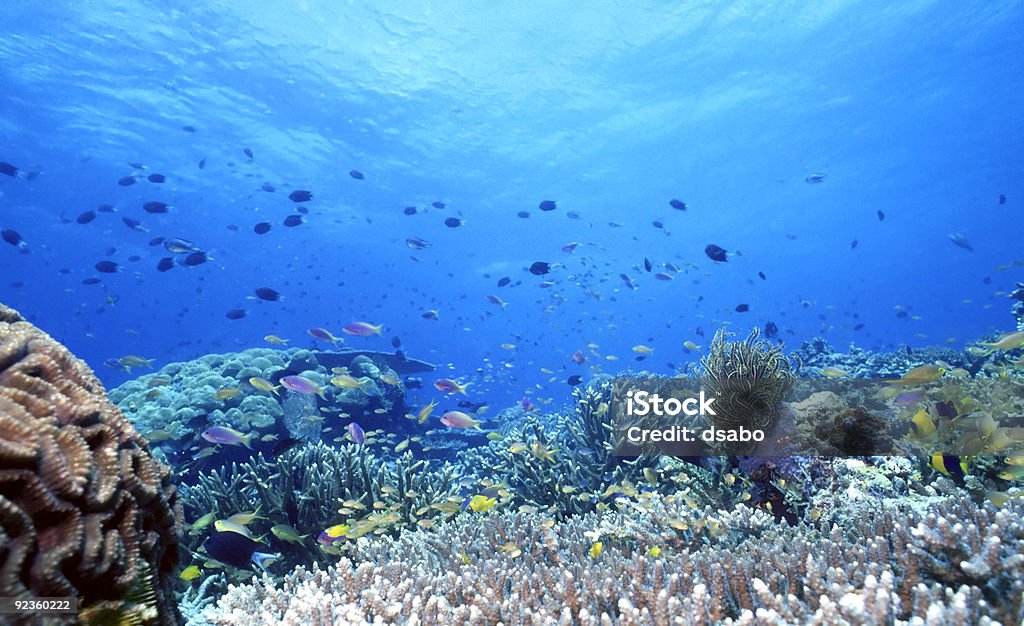 Pacífico Sul recife raso - Foto de stock de Atividade Recreativa royalty-free