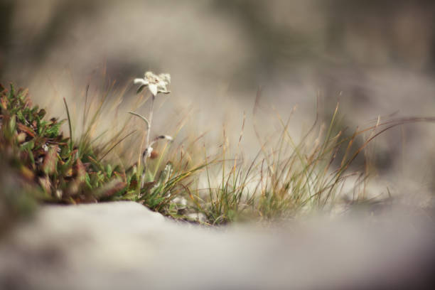 kwitnące kwiaty edelweiss na polu alp - lake mountain north tirol austria zdjęcia i obrazy z banku zdjęć