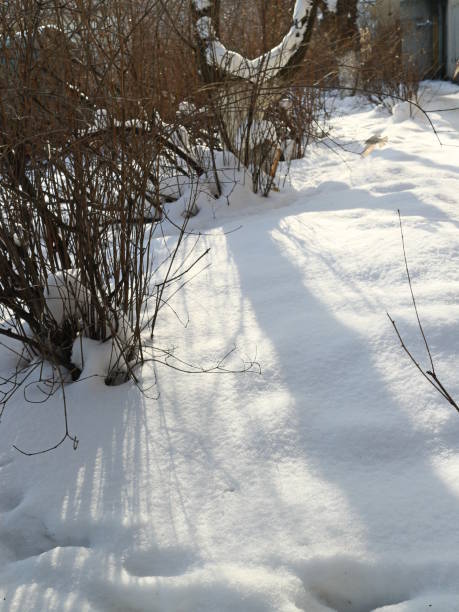 istock bushes in the park under the snow on a winter day 923605632