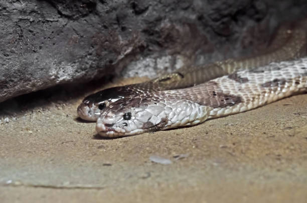 istock Dual Monocled Cobra on Sand in The Cave 923606022