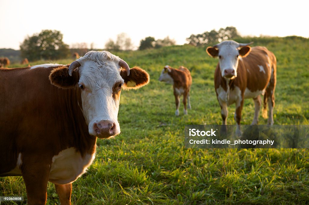 Drei Kühe - Lizenzfrei Agrarbetrieb Stock-Foto