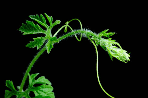 istock Vine leaves, nature curve with isolated with back blackground 923608422