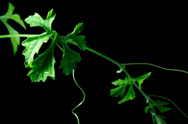 istock Leaves Vine with drop, isolated on black background 923608426