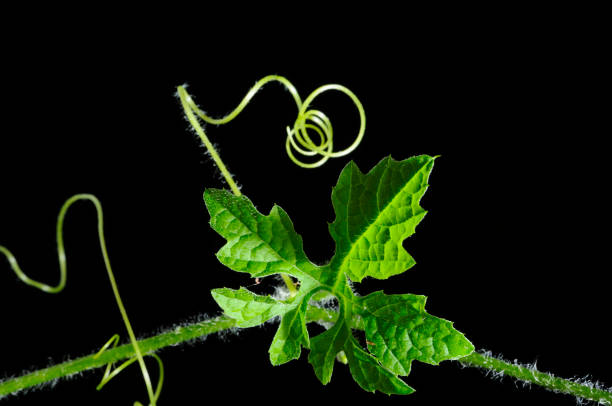 istock Vine leaf and growing curve close-up, isolated with black background 923608428