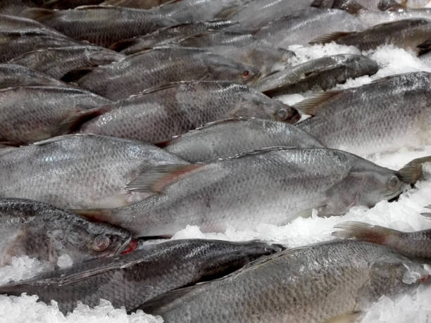 doce gigante velozes peixes no mercado fresco - aria aperta - fotografias e filmes do acervo