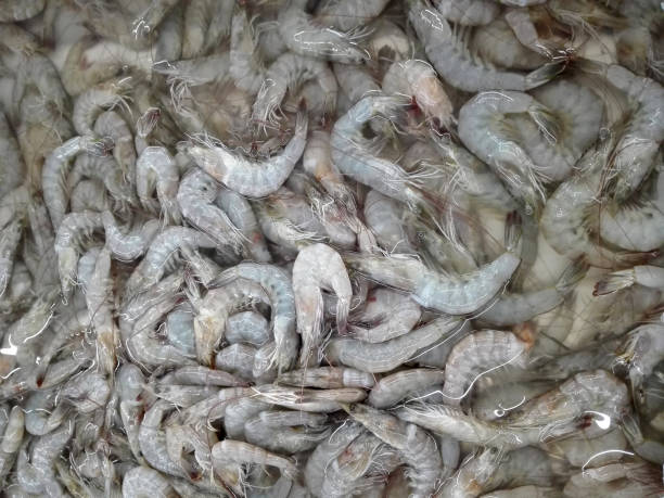 istock Closeup of Raw Whiteleg shrimp 923609576