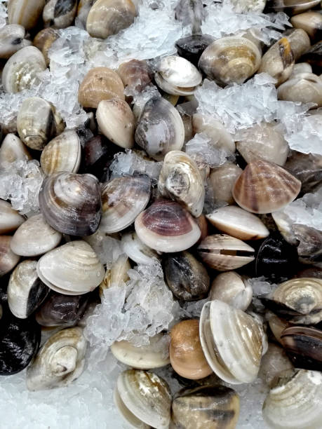 closeup de conchas de ostra crua fresca no mercado fresco - aria aperta - fotografias e filmes do acervo