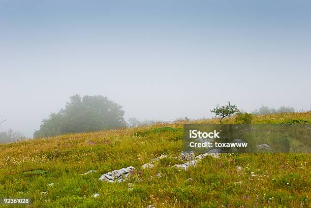 Misty De Manhã - Fotografias de stock e mais imagens de Amarelo - Amarelo, Ao Ar Livre, Beleza natural