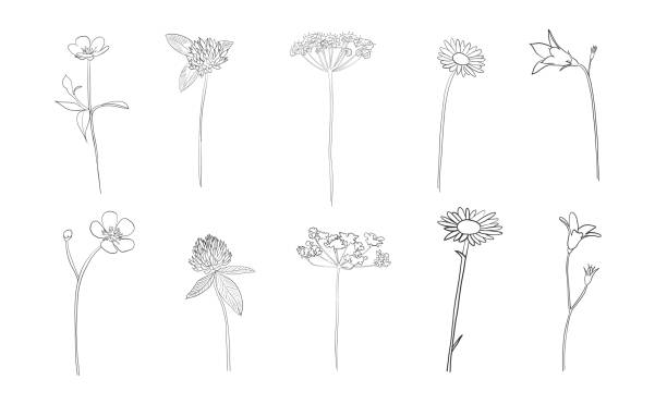 ilustraciones, imágenes clip art, dibujos animados e iconos de stock de flores dibujadas a mano en verano - cerefolio agreste