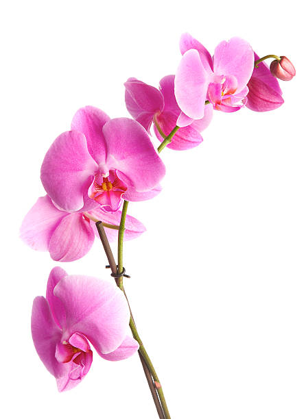 istock Pink orchid with pretty white background 92361138