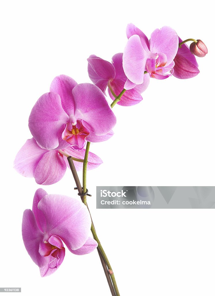 Pink orchid with pretty white background pink flowers orchid on a white background Orchid Stock Photo
