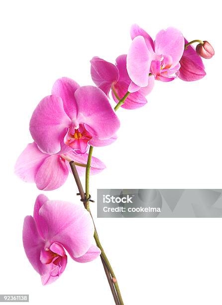 Pink Orchid With Pretty White Background Stock Photo - Download Image Now - Orchid, Close-up, Pink Color
