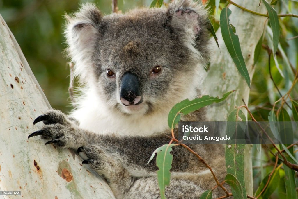 Koala en la isla Kangaroo, de Australia - Foto de stock de Isla Canguro libre de derechos