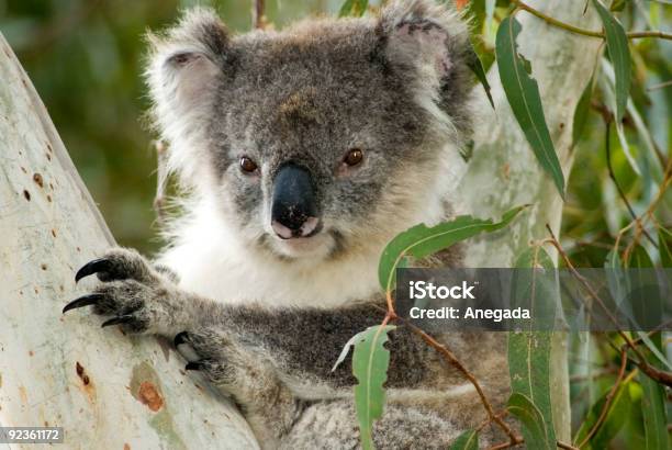 Koala En La Isla Kangaroo De Australia Foto de stock y más banco de imágenes de Isla Canguro - Isla Canguro, Koala, Fauna silvestre