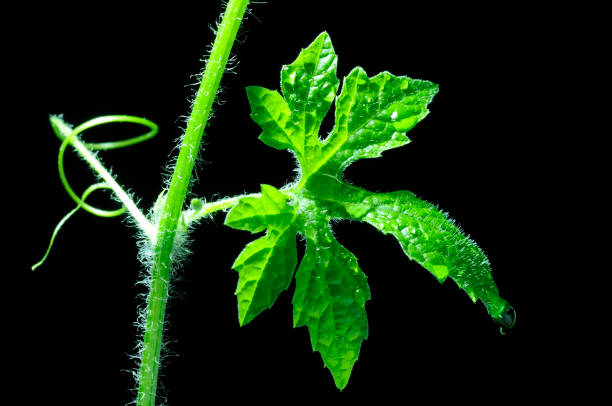 istock Vine leaf and water drop vertical line, isolated on back background 923613316